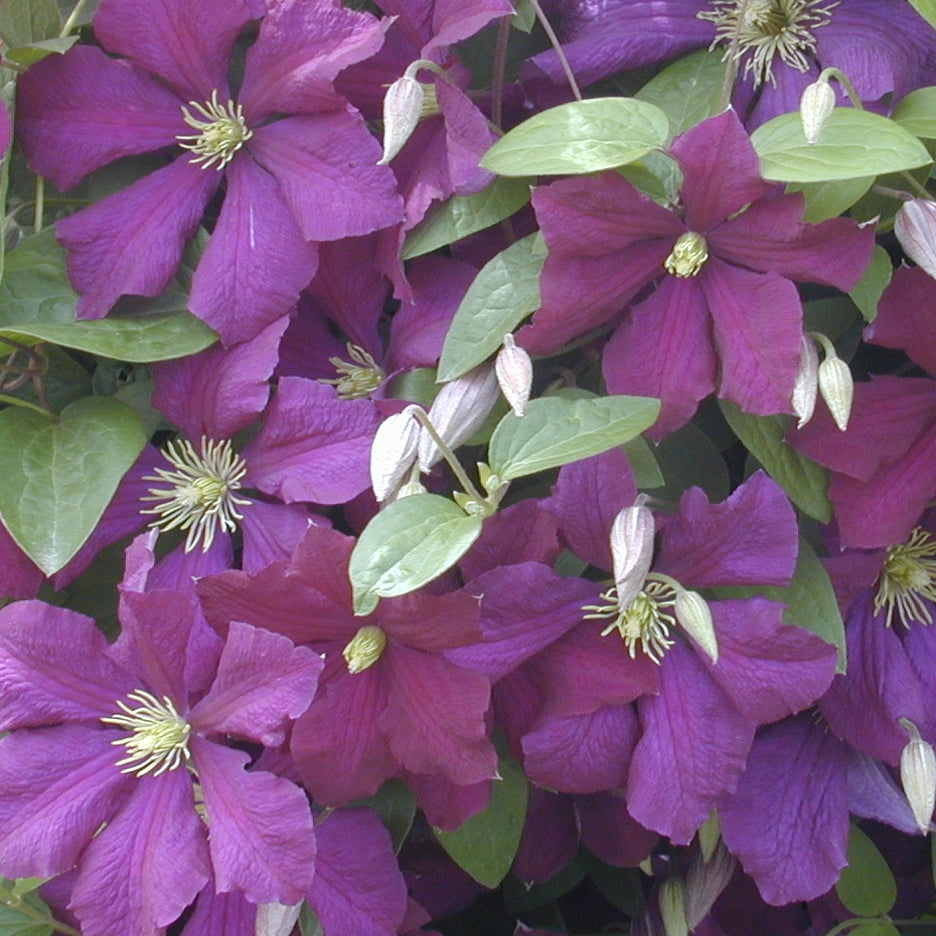 Jackmanii Clematis