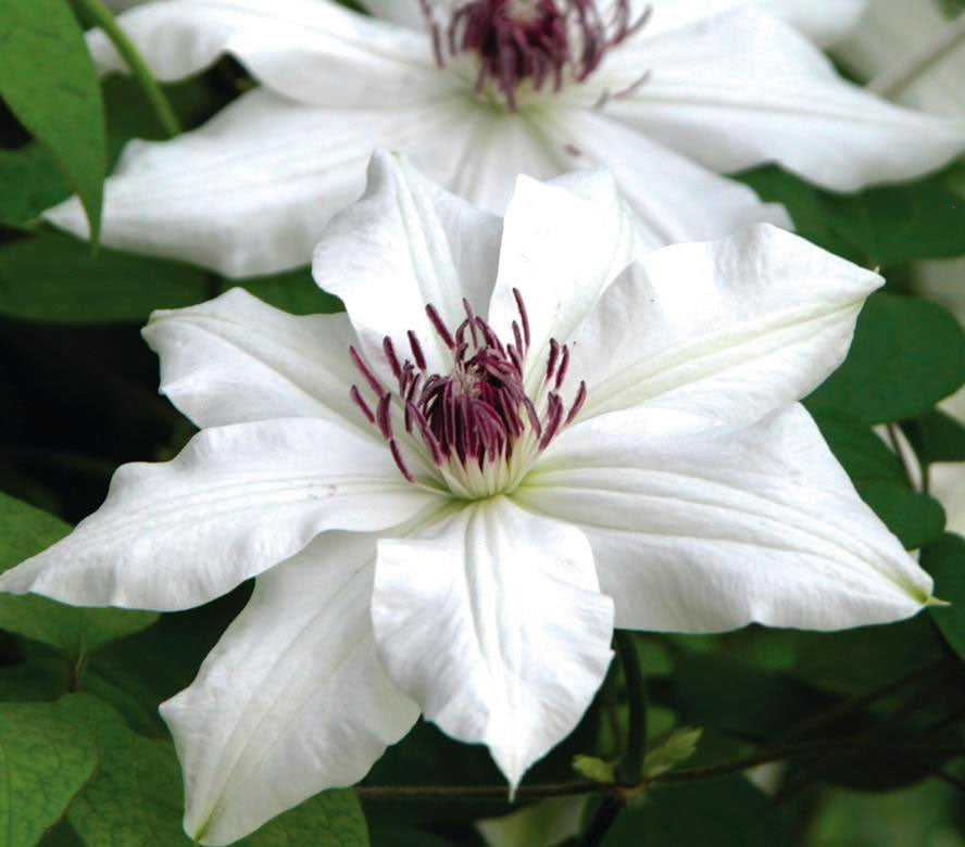 Vancouver Fragrant Star Clematis