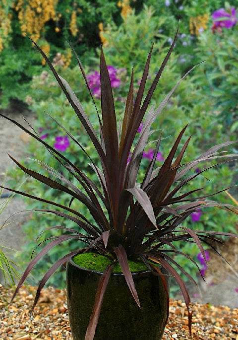 Renegade Cordyline