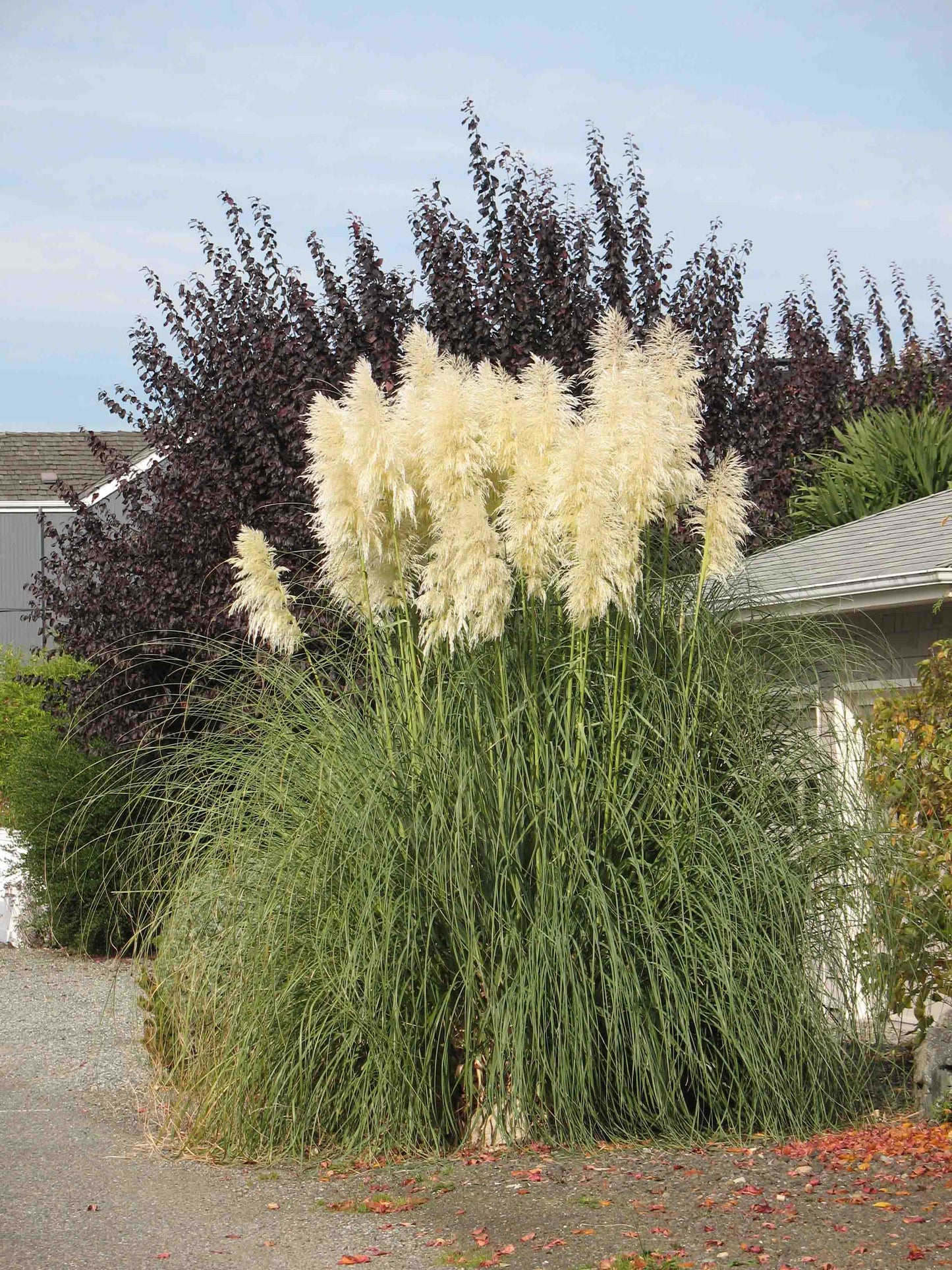 Pampas Grass White Feather