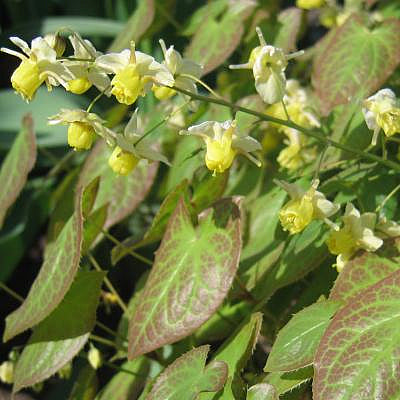 Barrenwort 'Sulphureum' Epimedium
