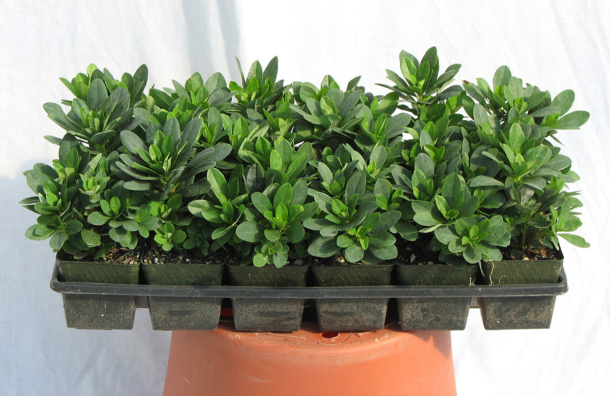 Euphorbia robbiae Mrs. Robb's Bonnet Spurge
