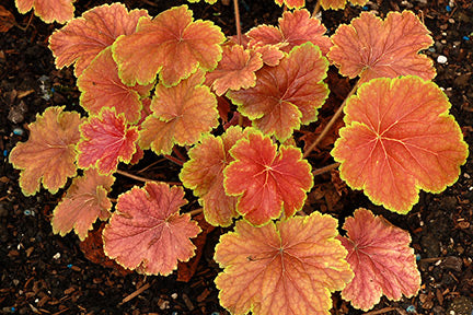 Delta Dawn Coral Bells