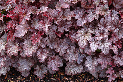 Plum Pudding Coral Bells