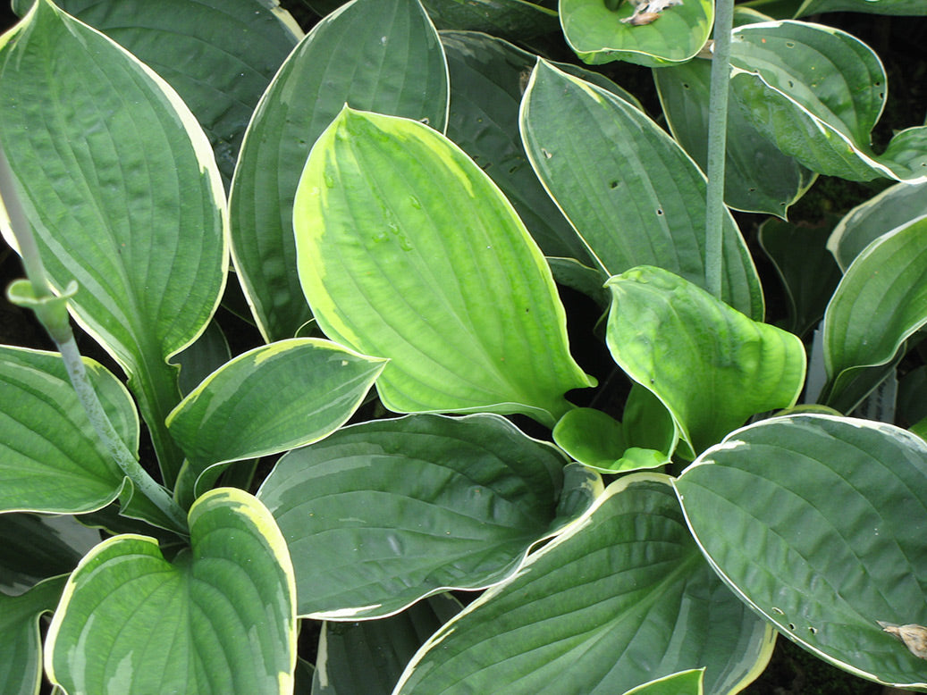 Hosta 'Christmas Tree' Plantain Lily 2 Pack