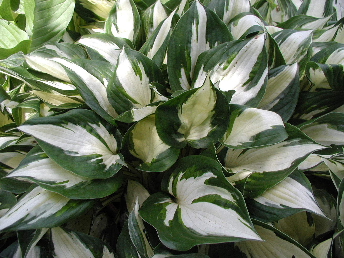Hosta 'Fire And Ice' Plantain Lily