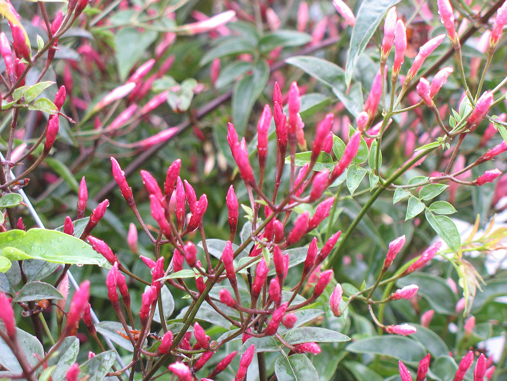 Rose Jasmine
