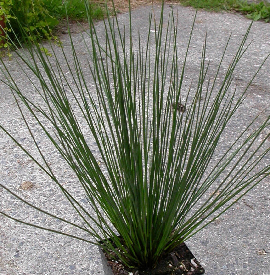 Quartz Creek Soft Rush
