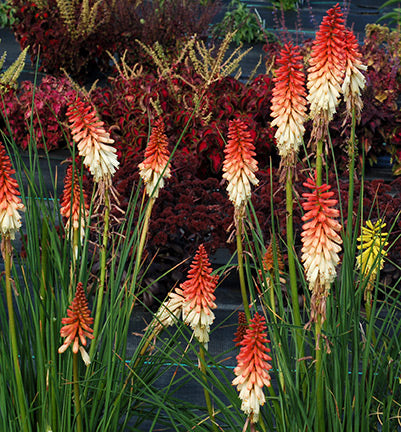 'Orange Vanilla Popsicle' Red Hot Poker