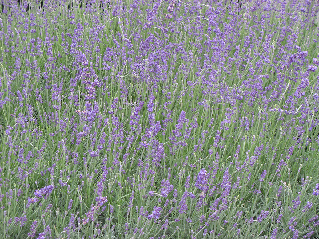 'Munstead Strain' English Lavender
