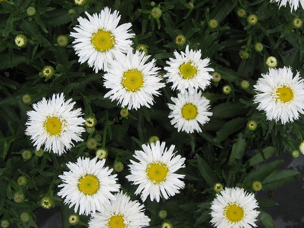 ‘Sante’ Shasta Daisy