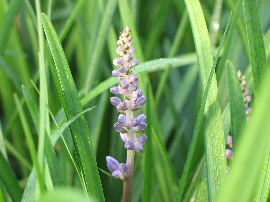 Big Blue Lilyturf