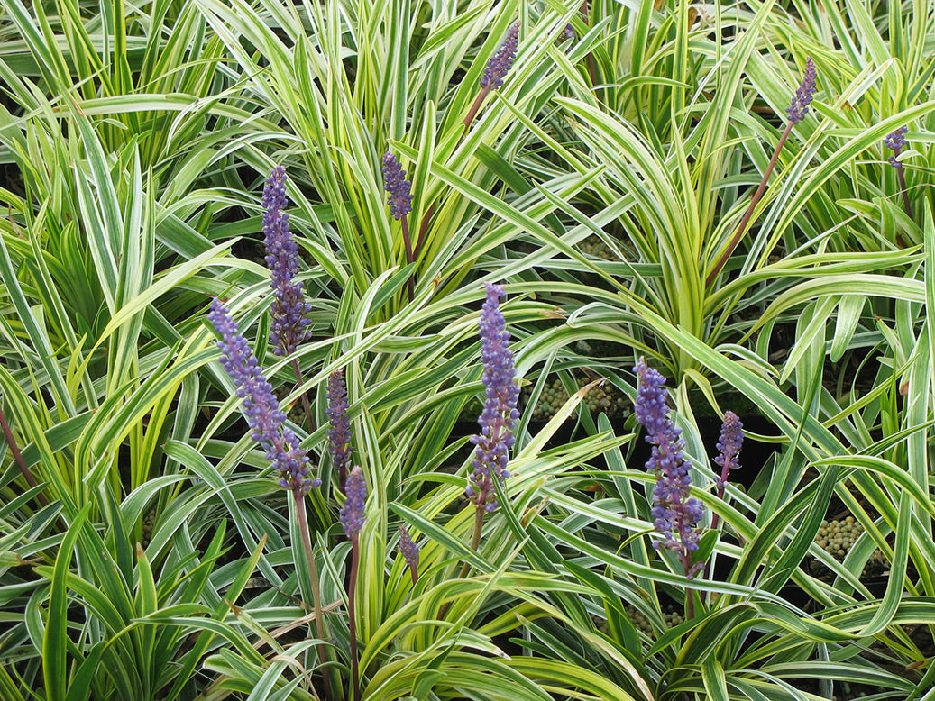 Liriope 'Silvery Sunproof' Lilyturf
