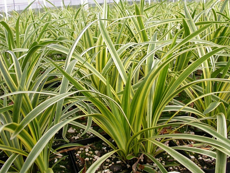 Variegated Lilyturf