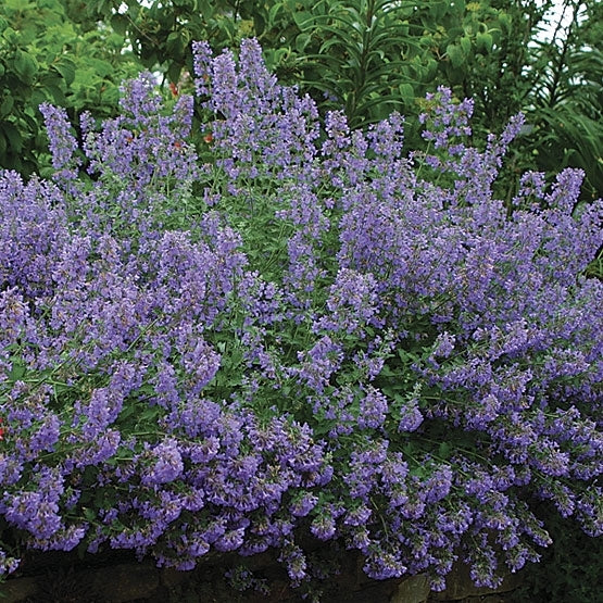 Walker's Low Catmint