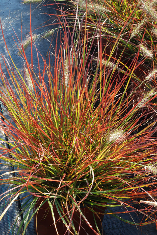 Pennisetum alop. Burgundy Bunny Miniature Fountain Grass