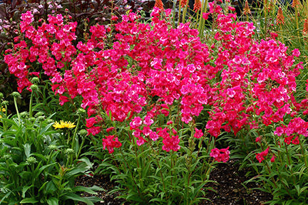 Cha Cha Hot Pink Beardtongue
