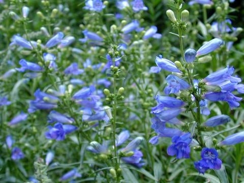 Electric Blue Beardtongue