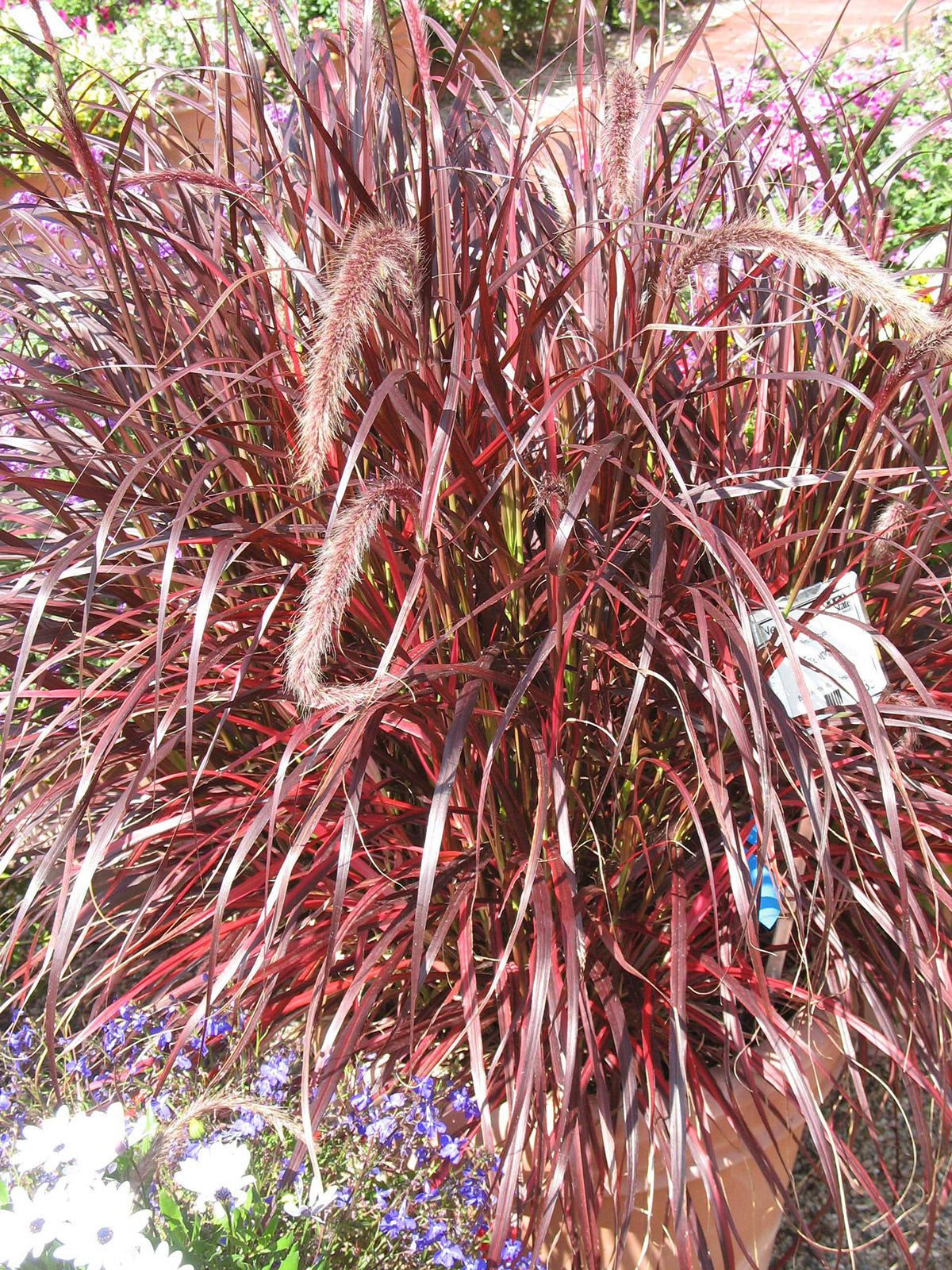 Fireworks Fountain Grass