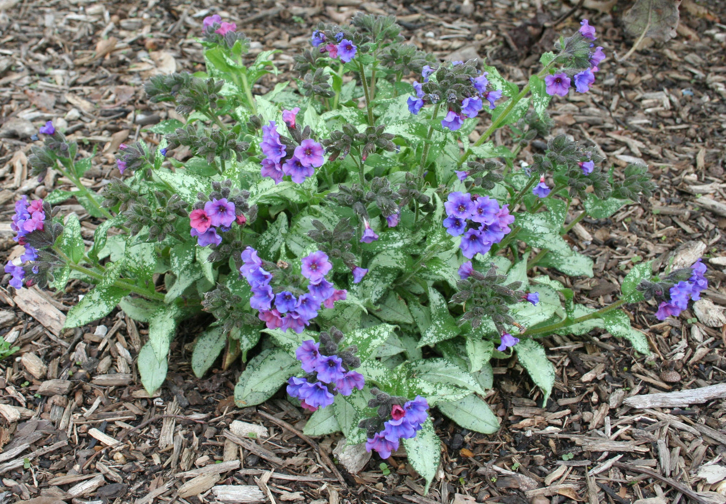 Pulmonaria 'Silver Bouquet' Lungwort