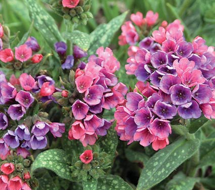 Pulmonaria 'Raspberry Splash' Lungwort