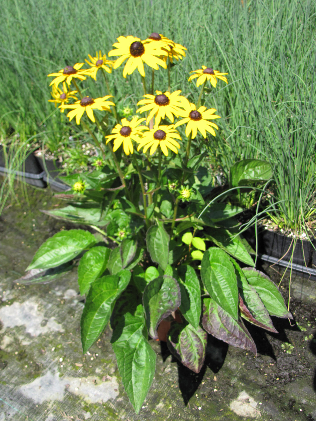 Goldsturm Black-Eyed Susan