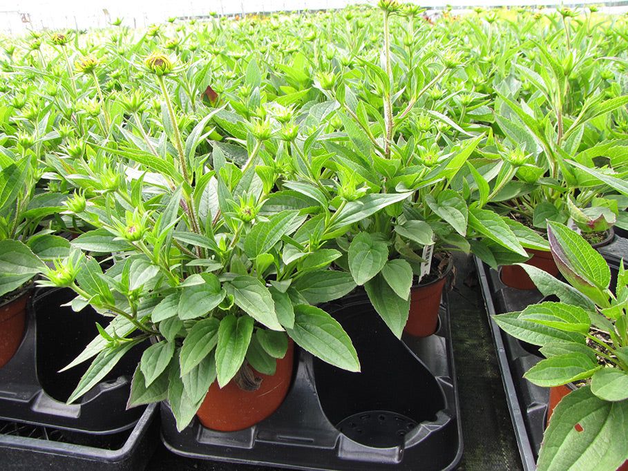 Dwarf Black-eyed Susan