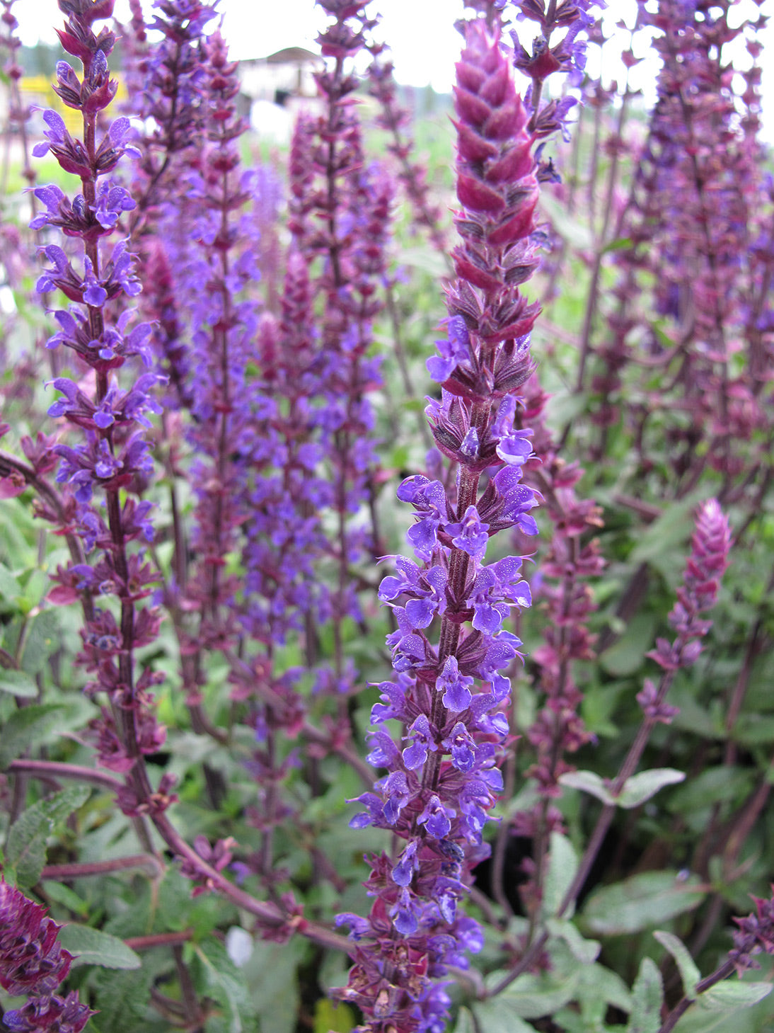 Caradonna Meadow Sage
