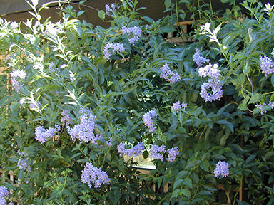 Glasnevin Chilean Potato Bush