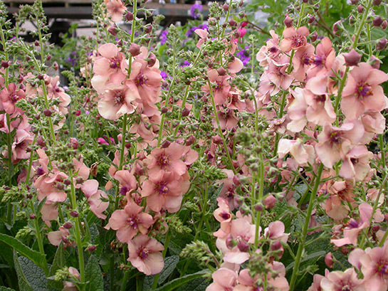 Jackie in Pink Mullein