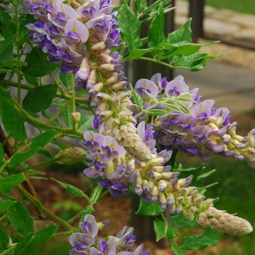 Aunt Dee Kentucky Wisteria