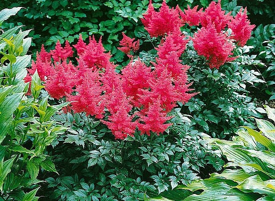 Bonn Astilbe