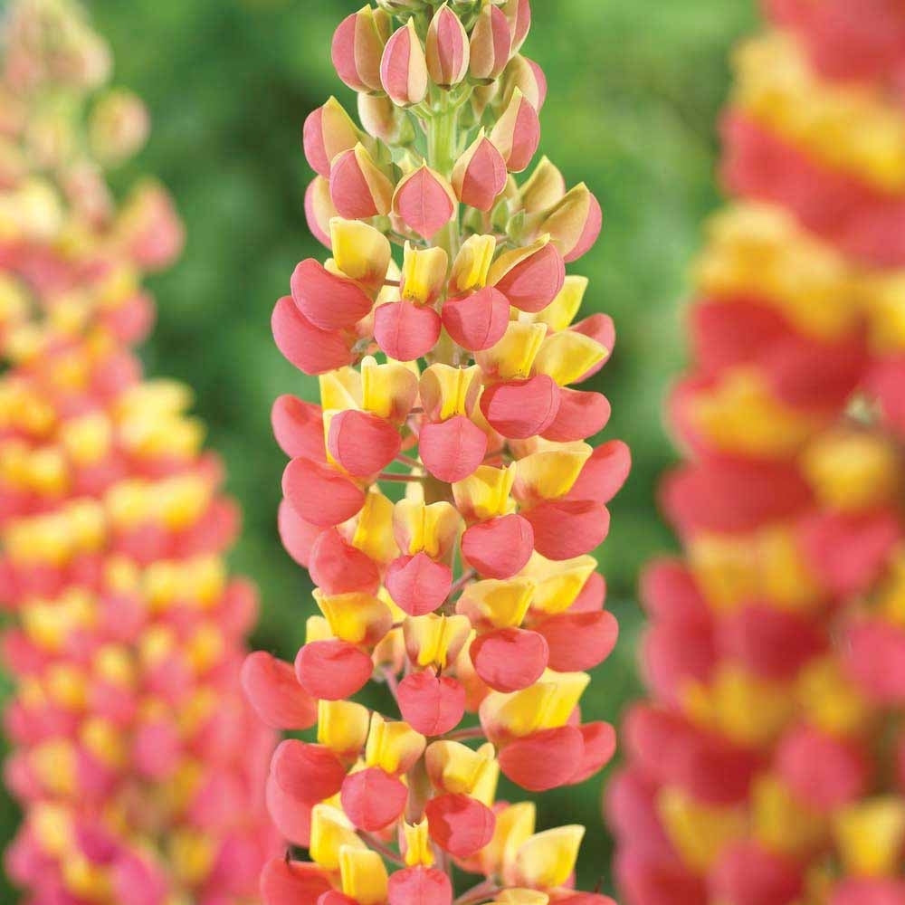 Westcountry Gladiator Lupine