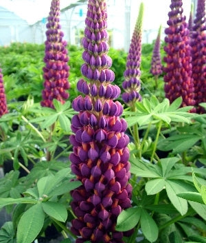 'Westcountry Masterpiece' Lupine