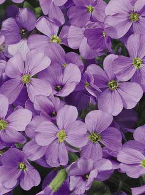'Axcent Deep Purple' Rock Cress