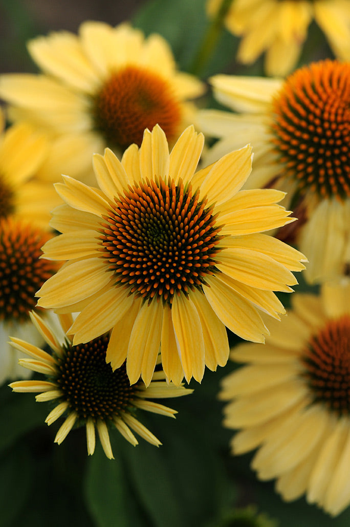 Sombrero® Sandy Yellow Coneflower