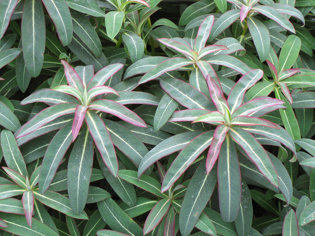 Excalibur Spurge