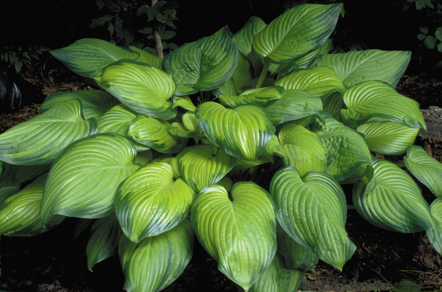 Hosta 'Guacamole' Plantain Lily