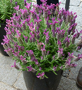 'Anouk Deep Rose' Spanish Lavender
