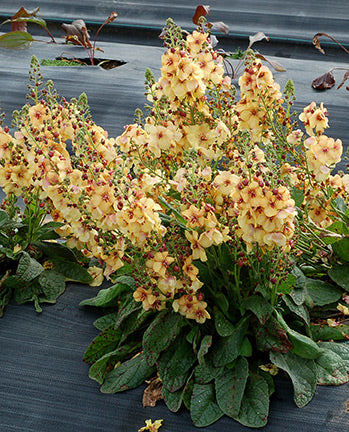 Honey Dijon Mullein