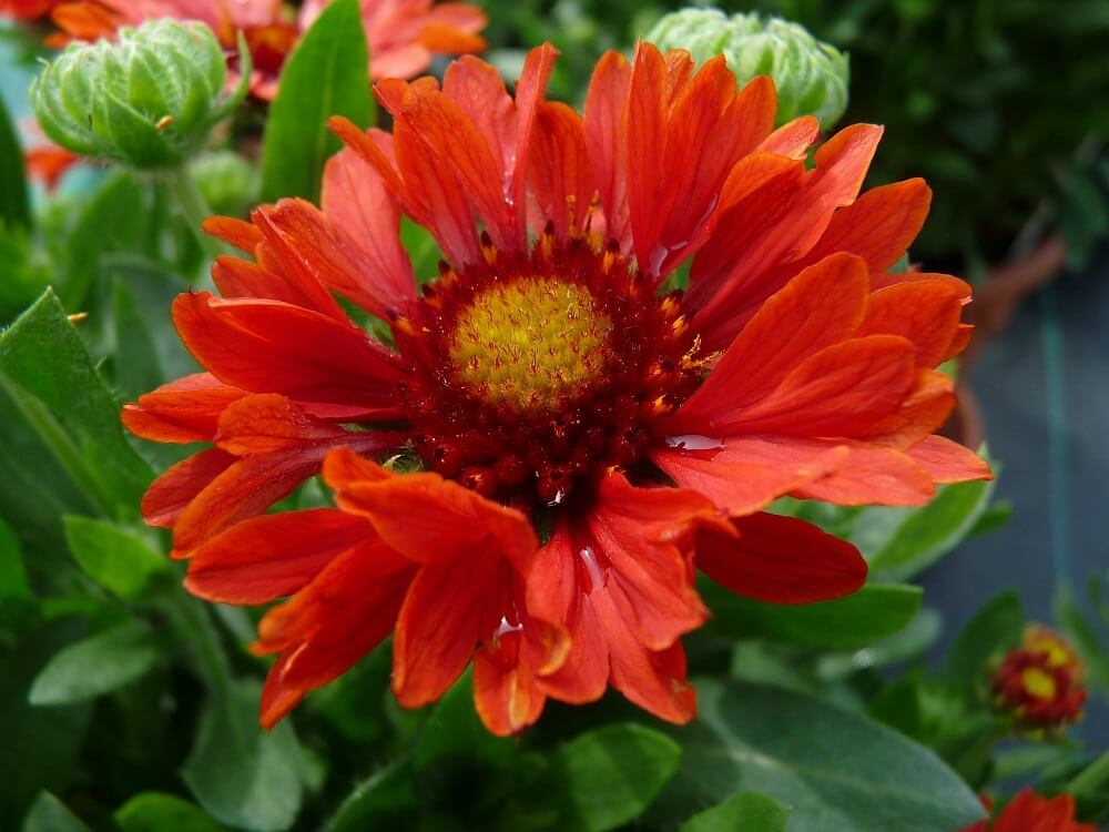 Gaillardia 'Celebration' (Blanket Flower - Red)