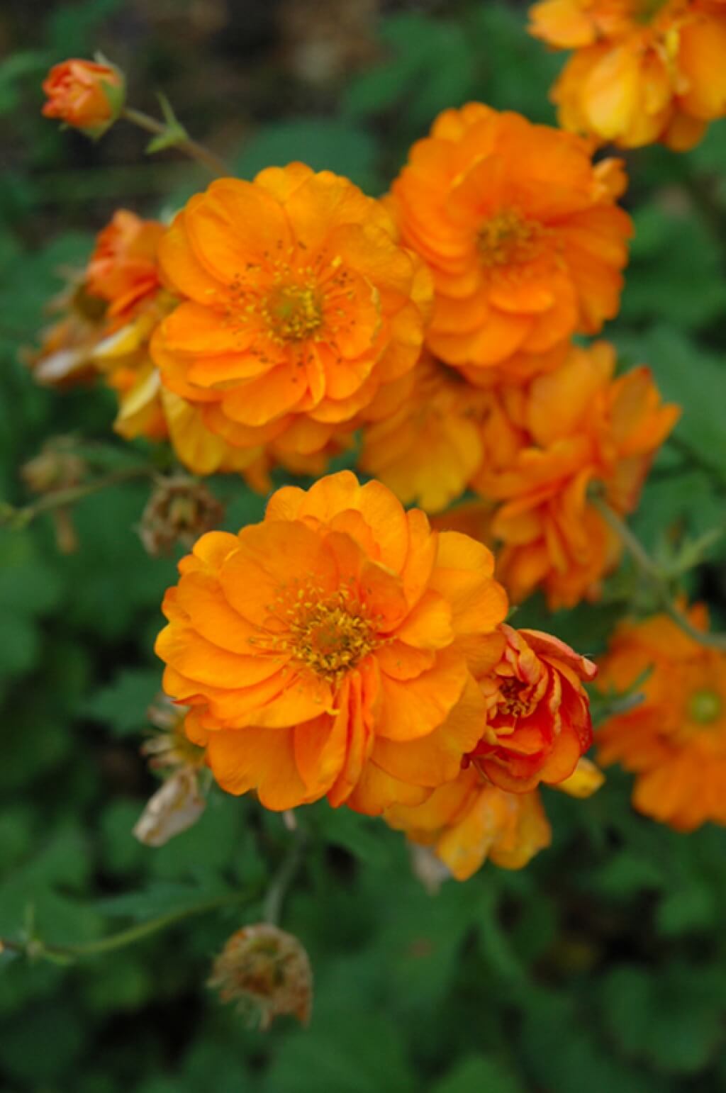 Geum 'Fire Storm' Avens