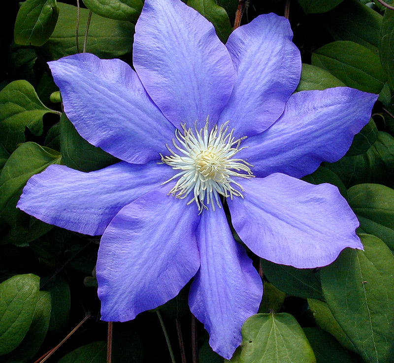 Young Clematis