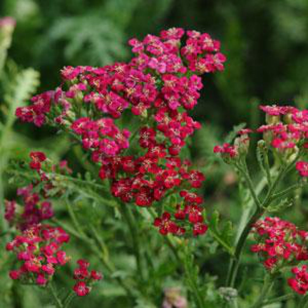 New Vintage Red Yarrow