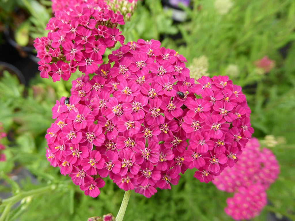 New Vintage Rose Yarrow