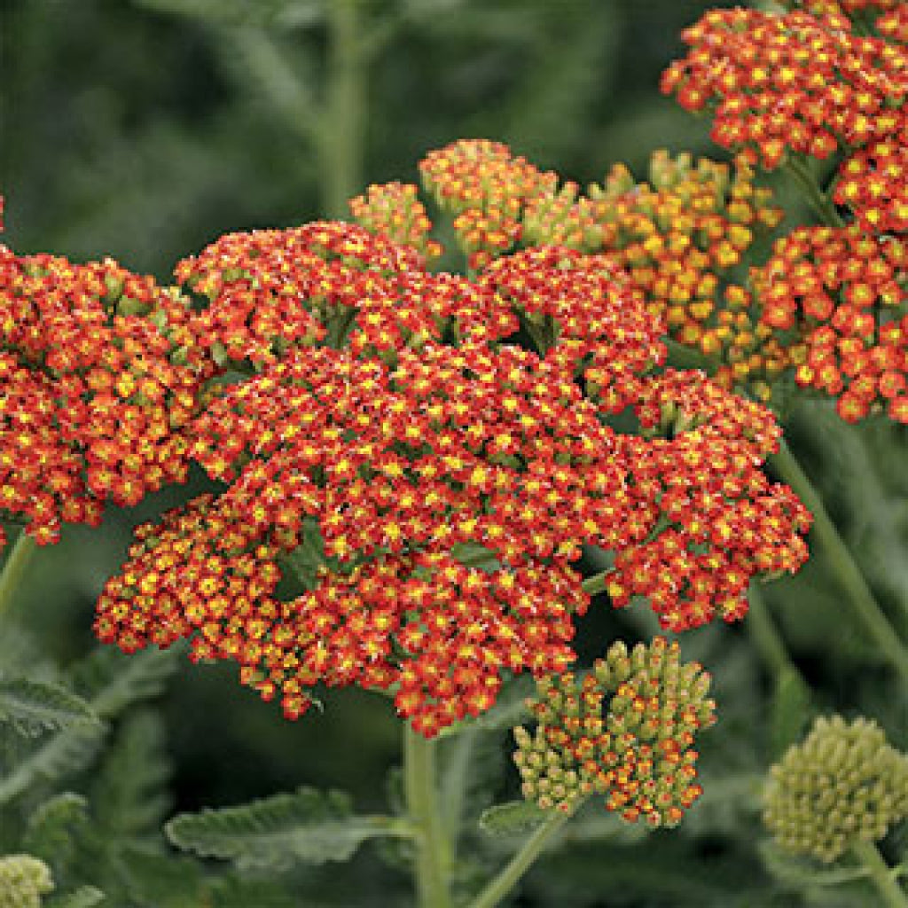 Sassy Summer Sunset Yarrow