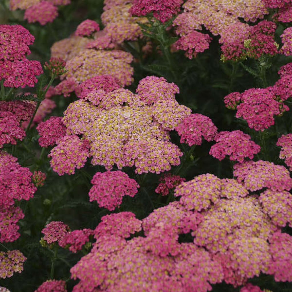 Sassy Summer Taffy Yarrow