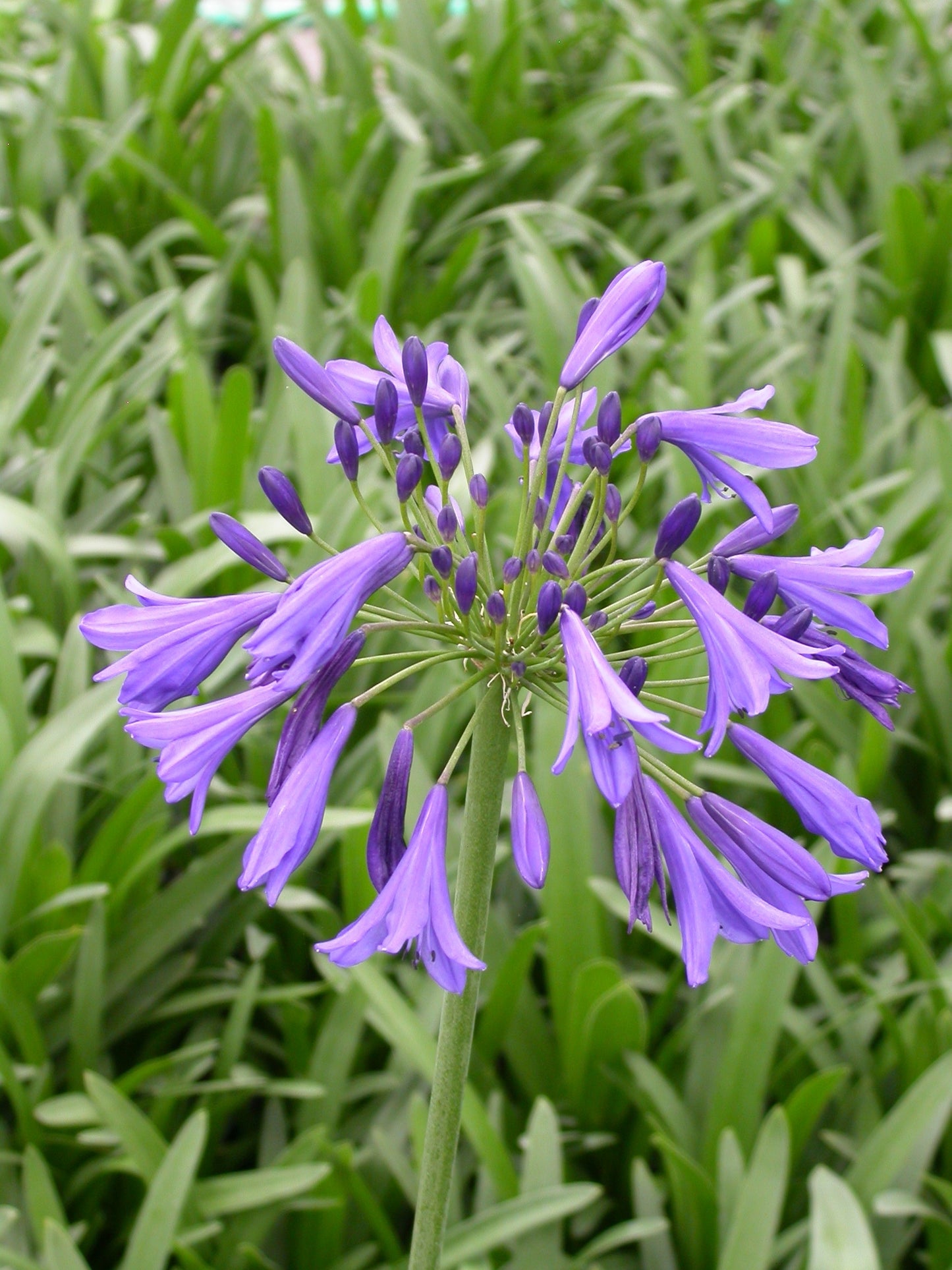 Agapanthus 'Storm Cloud' African Lily