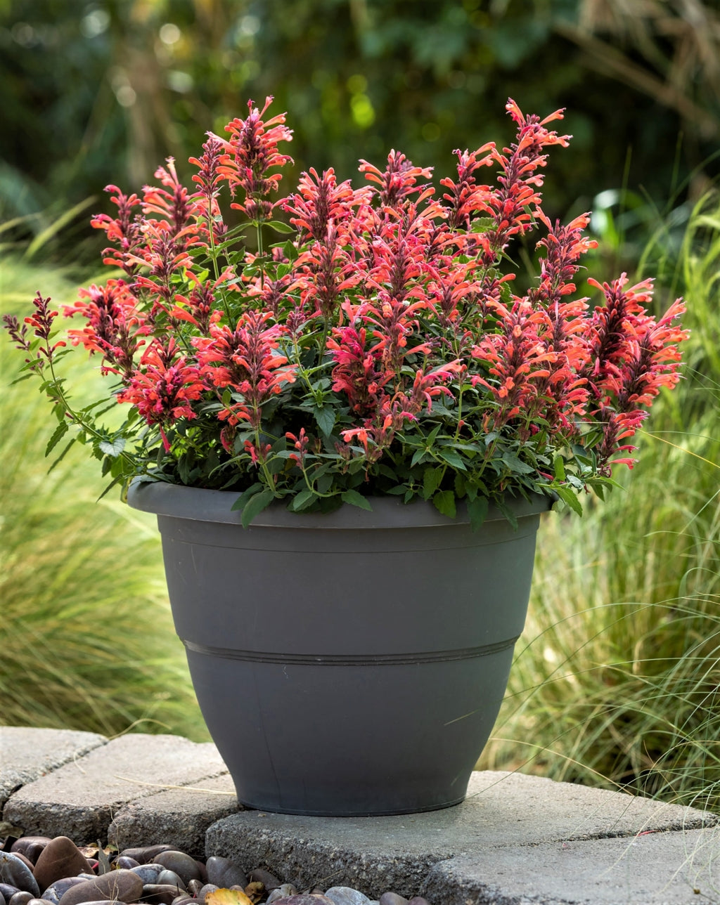 Sunrise Red Hummingbird Mint