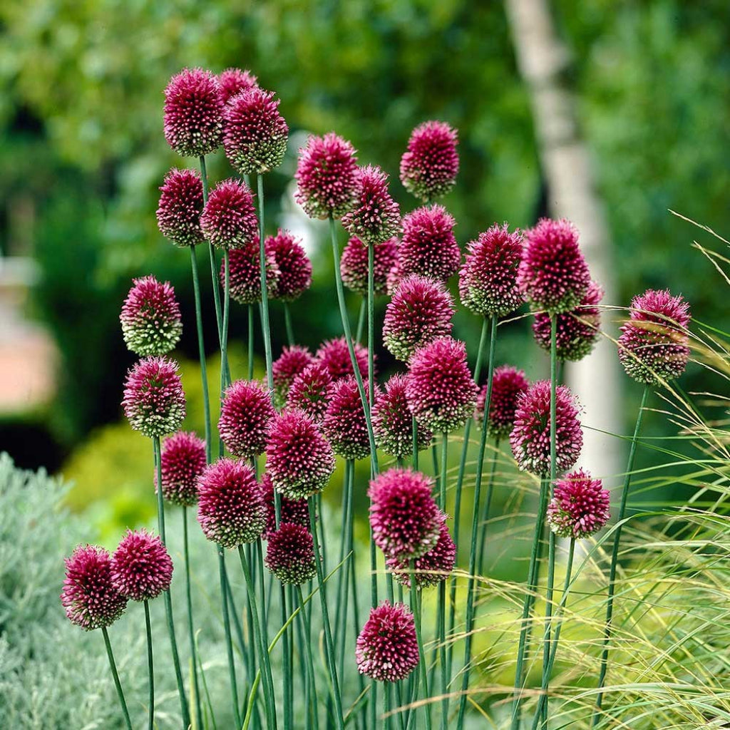 Drumstick Ornamental Onion